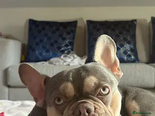 French Bulldog dogs Beautiful Blue and cream frenchie - Advert 1