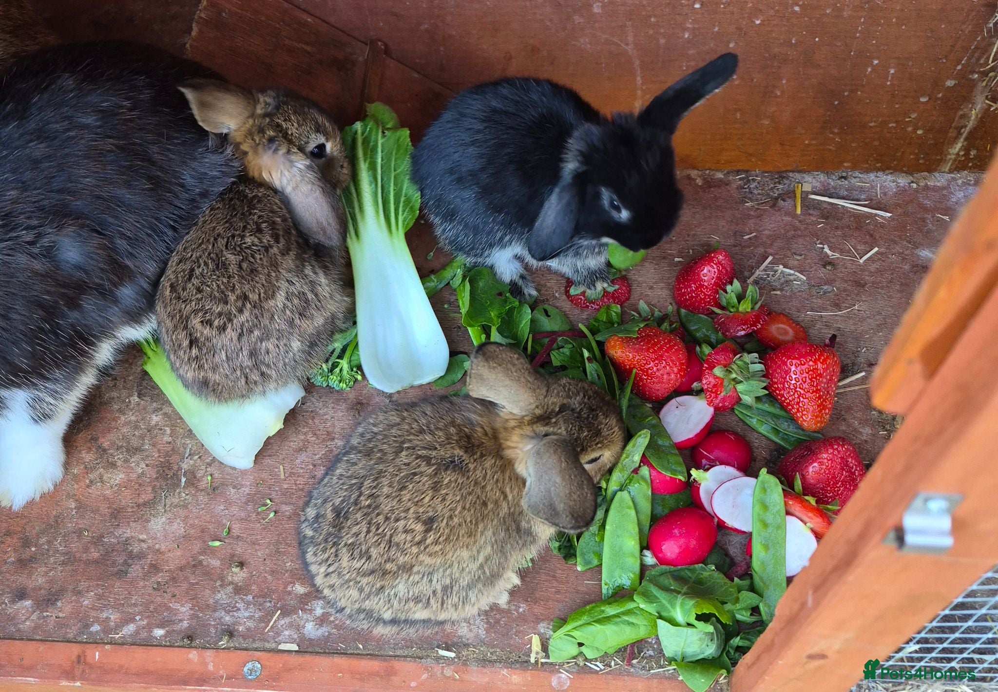 Mini Lop rabbits 3 girls 1 boy - Advert 1