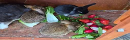 Mini Lop rabbits for sale: 3 girls 1 boy - Advert 1