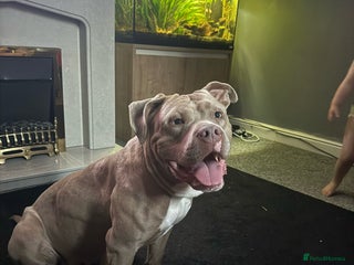 Mixed Breed dogs - Advert 2