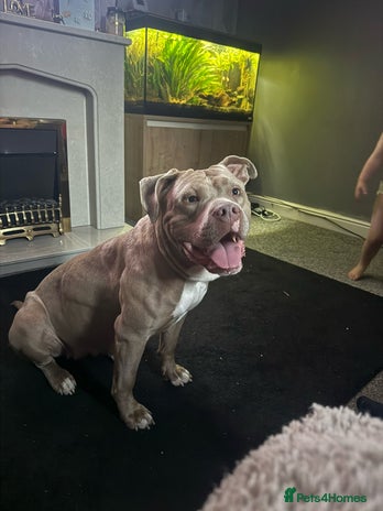 Mixed Breed dogs - Advert 1