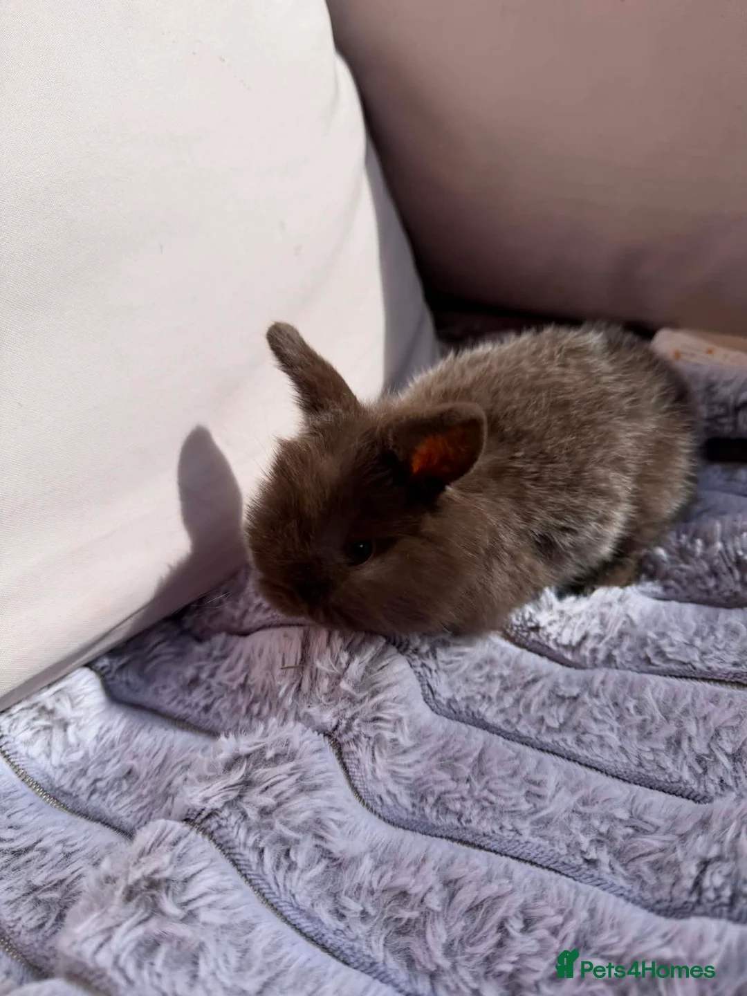 Mini Lop rabbits for sale: Female mini lop bunny - Advert 4