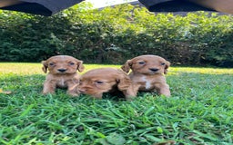 Cocker Spaniel dogs for sale: Carefully bred Kc FTW sired cocker spaniel pups,  - Image 18