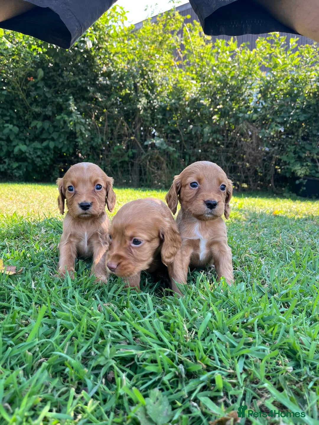 Cocker Spaniel dogs for sale: Carefully bred Kc FTW sired cocker spaniel pups,  - Image 18