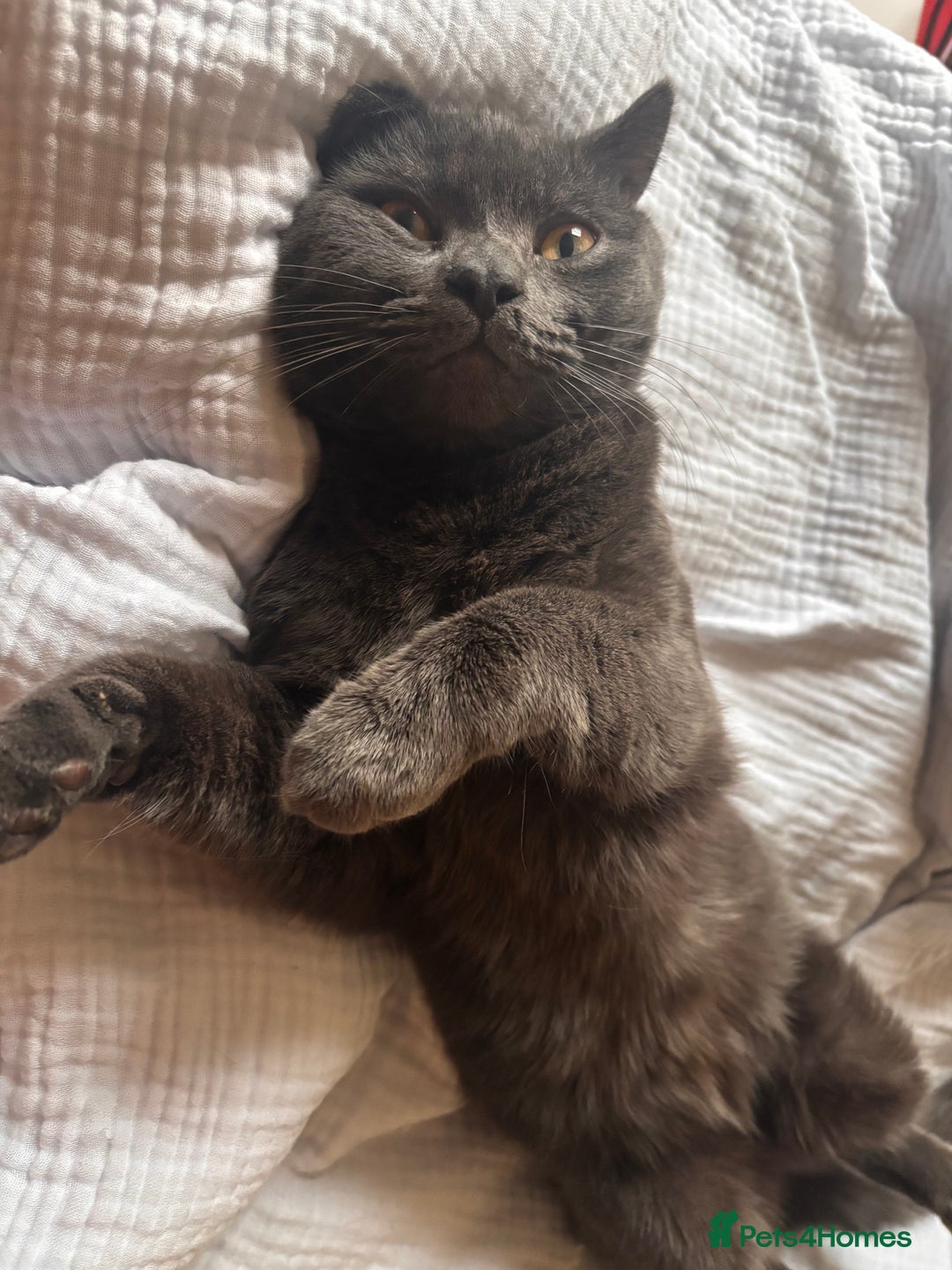 British Shorthair cats for sale: Male Blue grey bsh cat  - Image 3