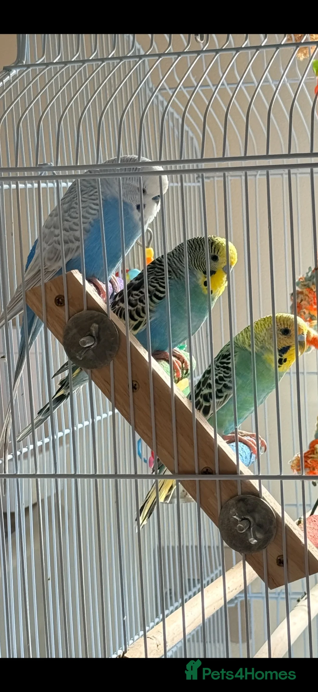 Budgerigars birds for sale:     3 Stunning Budgies with Cage & Accessories in Dewsbury - Advert 2