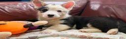 Welsh Corgi Pembroke dogs for sale: Welsh Pembroke Corgi puppies  - Advert 9