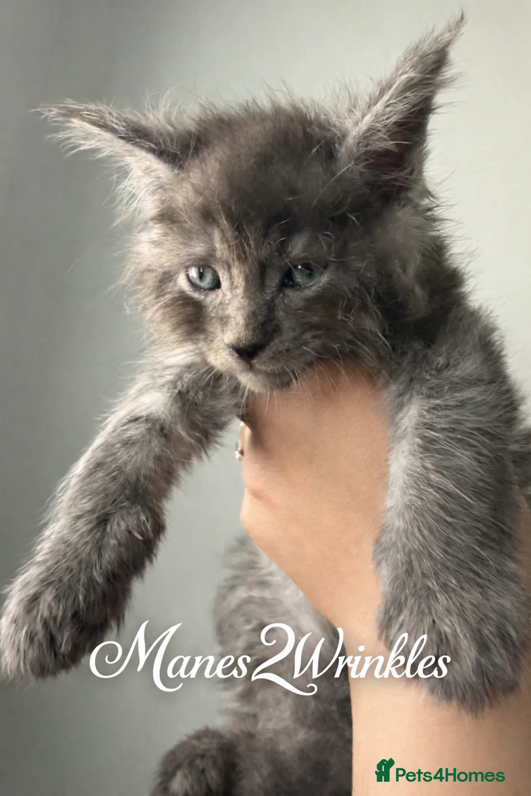 Maine Coon cats for sale: Full Mainecoon kittens - Advert 3