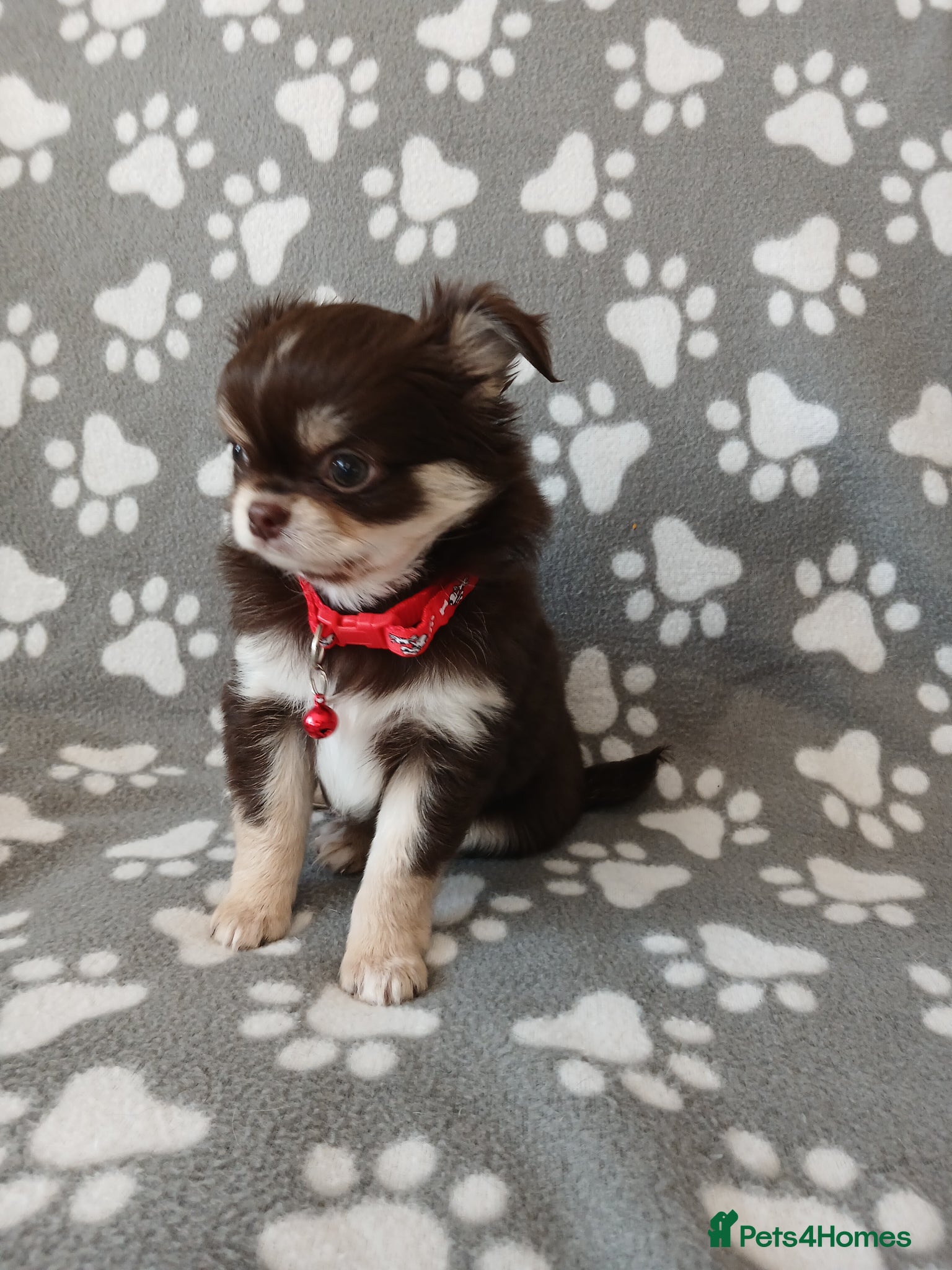 Chihuahua dogs  ❤️KC REG LONG COAT STUNNING PUPPIES❤️ - Advert 2