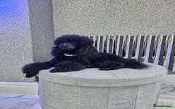 Toy Poodle dogs for stud: Toy poodle stud boy  in Blackburn - Image 20