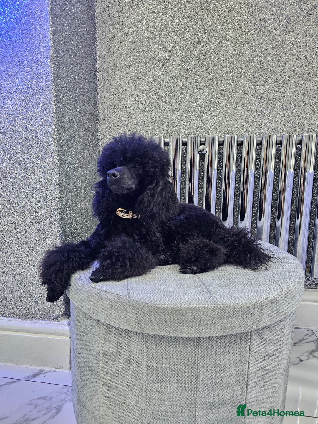 Toy Poodle dogs for stud: Toy poodle stud boy  in Blackburn - Image 20