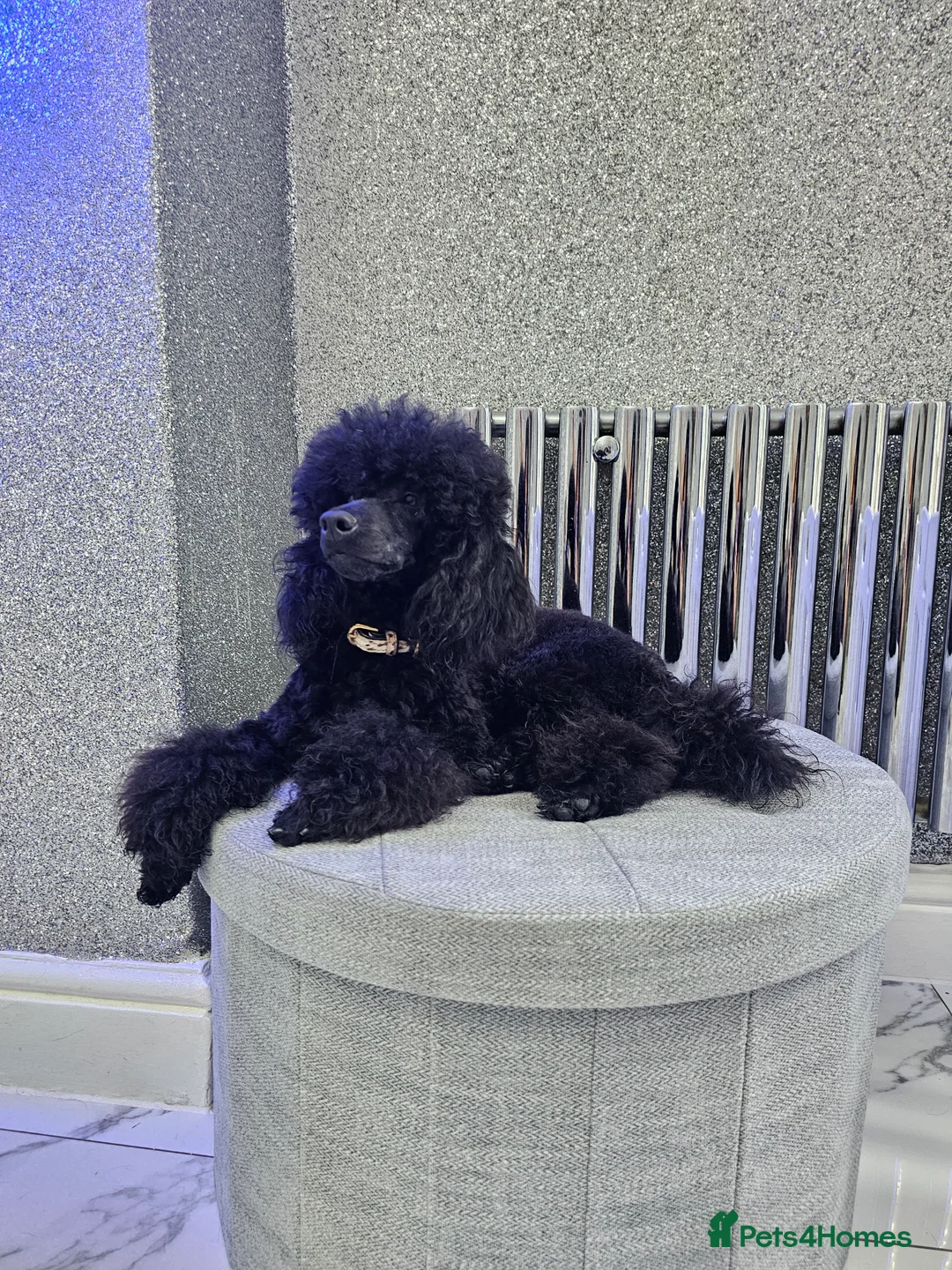 Toy Poodle dogs for stud: Toy poodle stud boy  in Blackburn - Advert 21