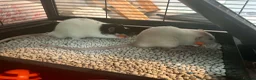Rat rodents for sale: Two male rats with full set up  in Colchester - Advert 7