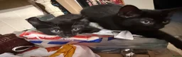 Mixed Breed cats for sale: Mixed breed kittens available for new home  - Advert 3