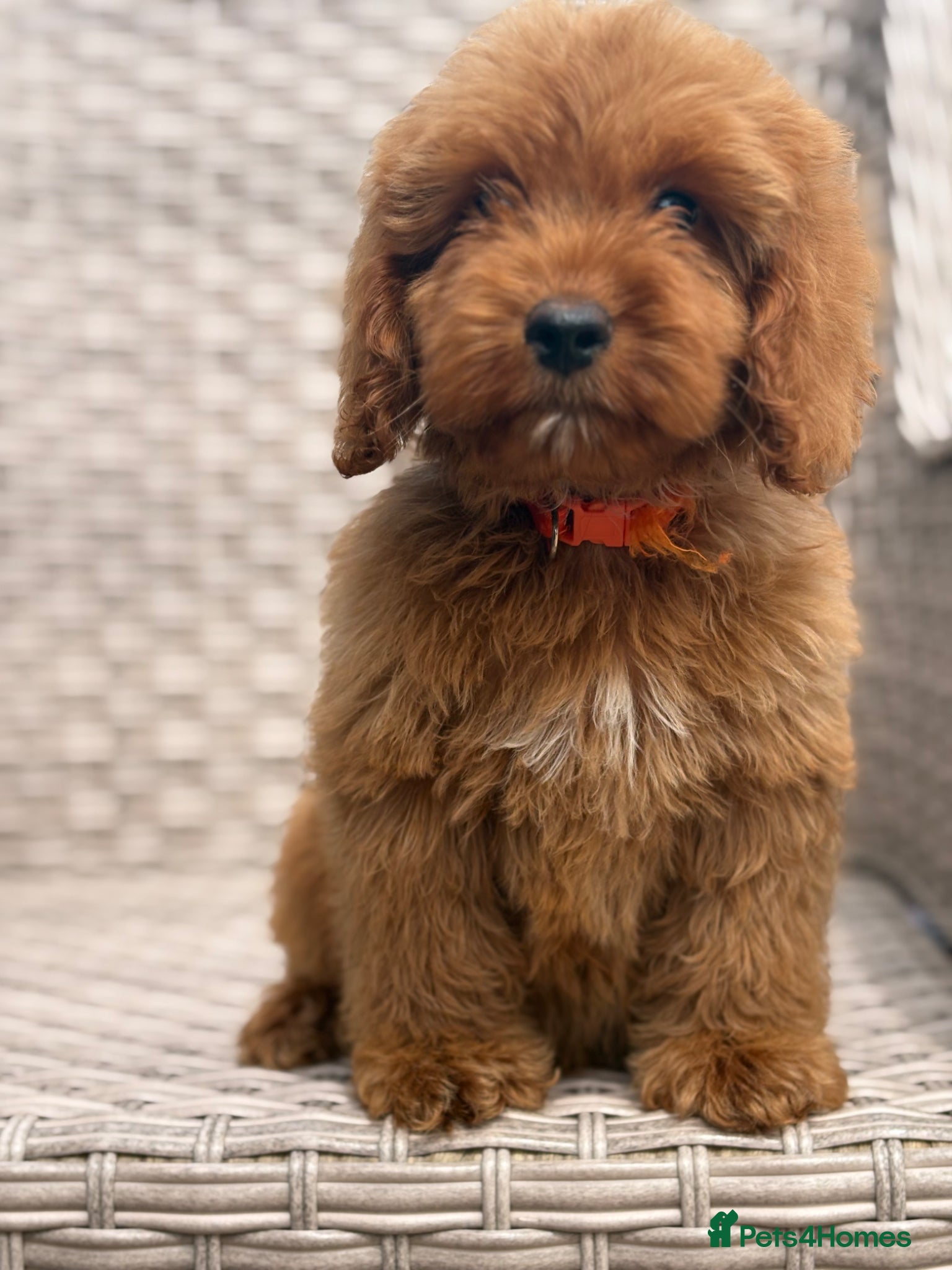 Cockapoo dogs Stunning f1 cockapoo puppies 🐶  - Advert 1