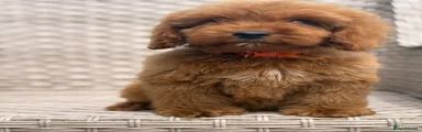 Cockapoo Puppy 1