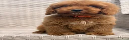 Cockapoo dogs for sale: Stunning f1 cockapoo puppies 🐶  - Advert 9