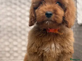 Cockapoo dogs for sale: Stunning f1 cockapoo puppies 🐶 - Advert 3