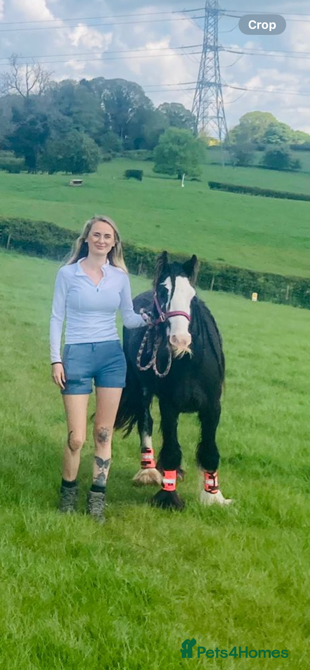 Irish Cob horses for sale: Peggy  - Image 3