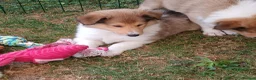 Rough Collie dogs for sale: Rough collie  in Tenterden - Advert 4