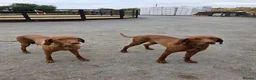 Hungarian Vizsla dogs for sale: KC registered Hungarian vizsla pups - Advert 11