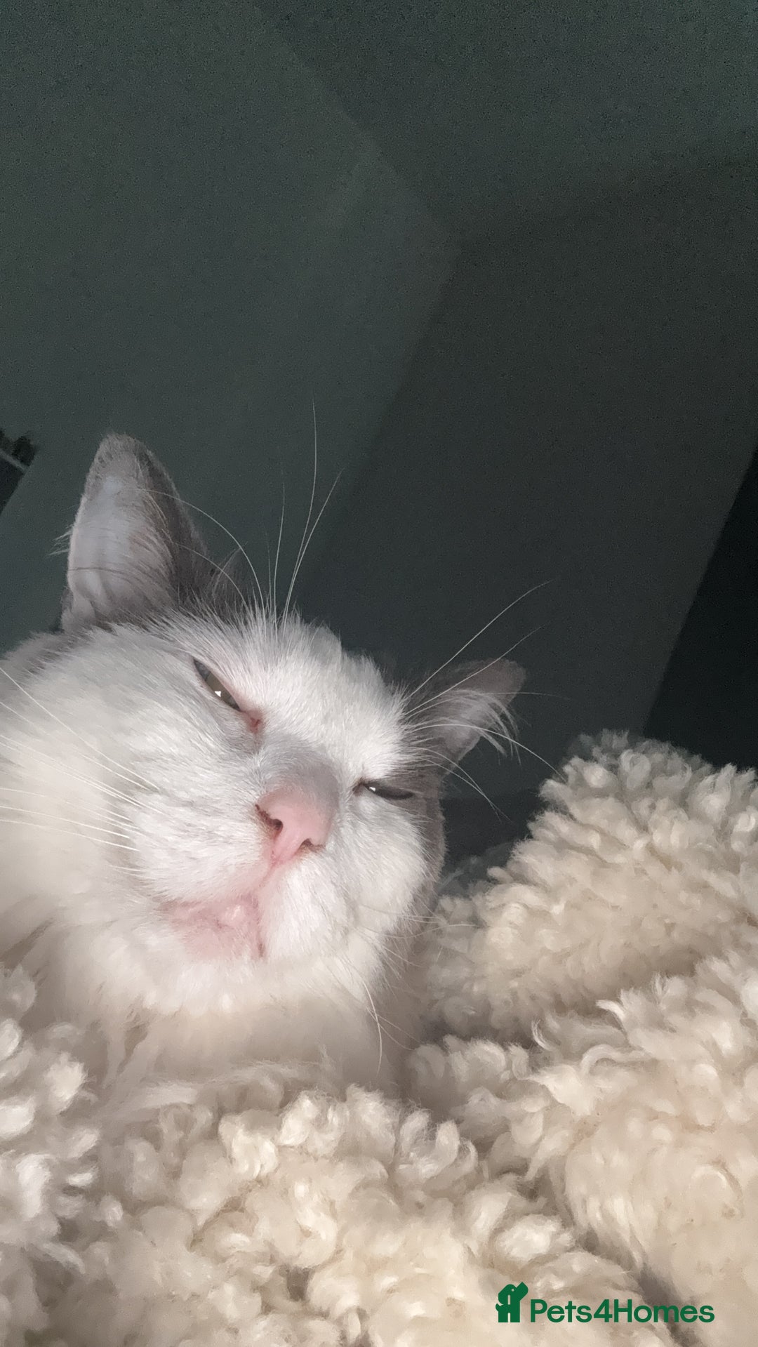 Ragdoll cats for sale: Two loving beautiful rag dolls  - Advert 10