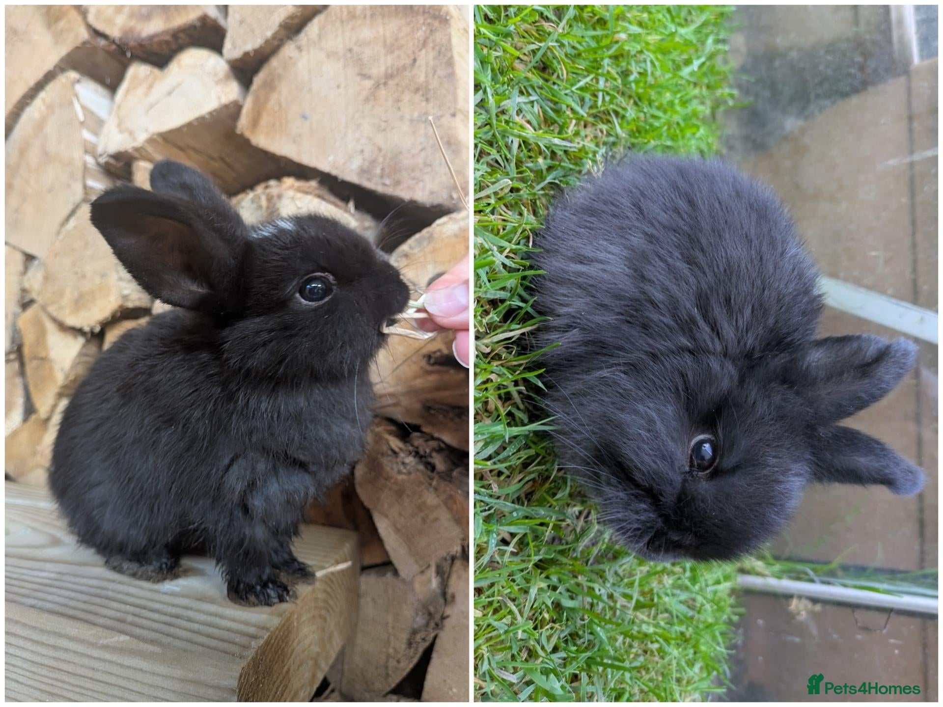 Mini Lop rabbits 1 BOY & 1 GIRL LEFT Beautiful Mini Lops  ˖Ი𐑼⋆  - Advert 14