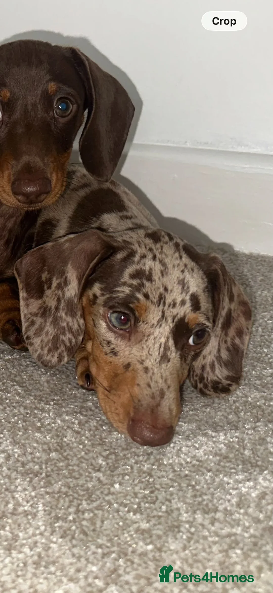 Dachshund dogs for sale: Dachshunds puppies - Advert 2