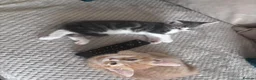 Mixed Breed cats for sale: Pair of Male Kittens Looking 4 Their Forever Home in Slough - Advert 3