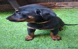 Dobermann dogs for sale: Rottweiler/Doberman  - Image 8