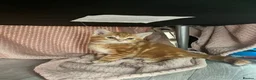 Mixed Breed cats for sale: Mixed kittens  - Advert 4