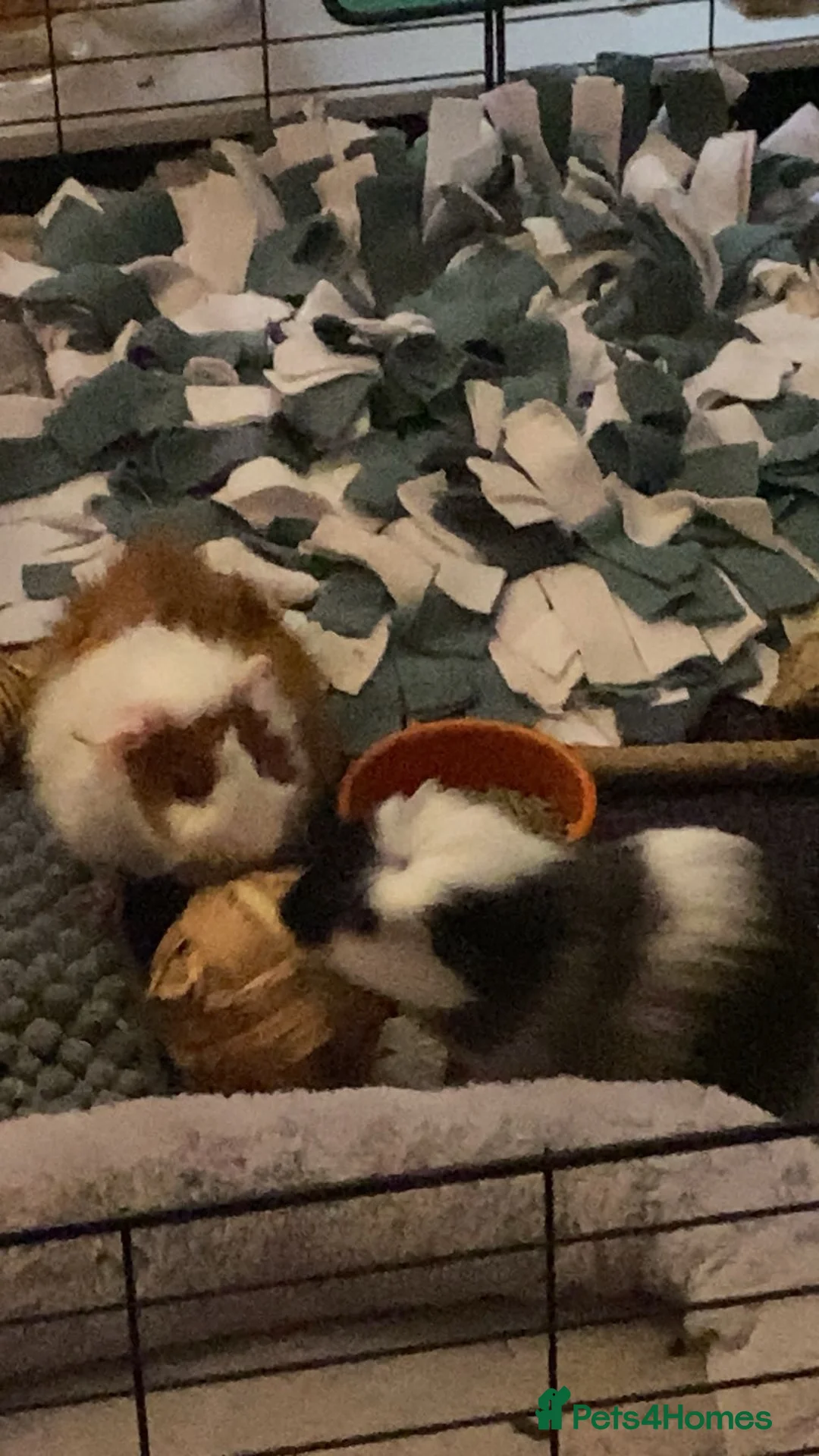 Guinea Pig rodents for sale: 2 lovely male guinea pigs in Blackpool - Advert 2