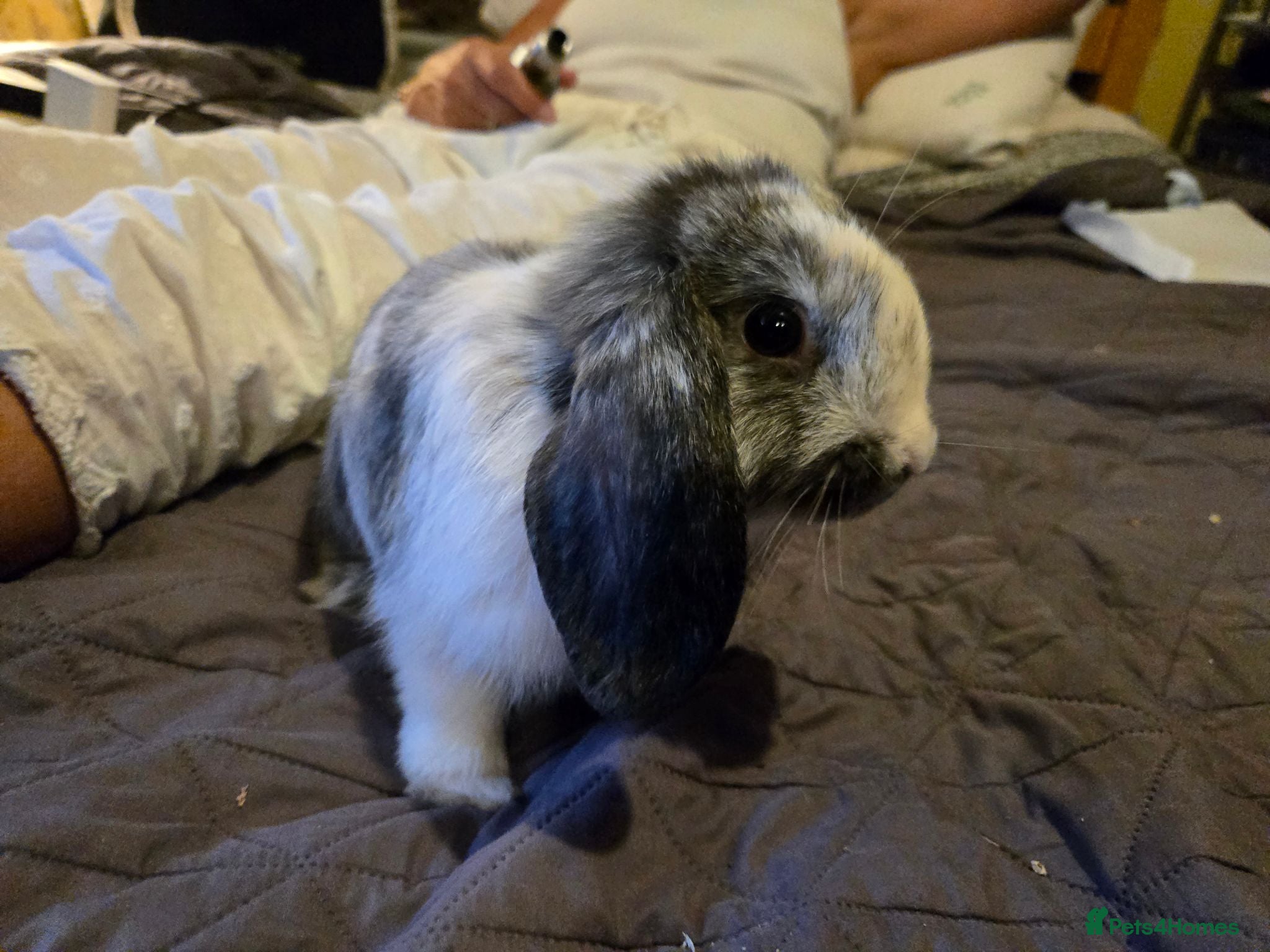 Mixed Breed rabbits Lop eared rabbits - Advert 2
