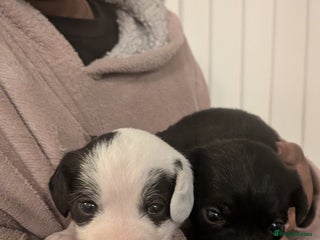 Mixed Breed dogs Puppies: Cocker Spaniel/Jack Russell - Advert 6