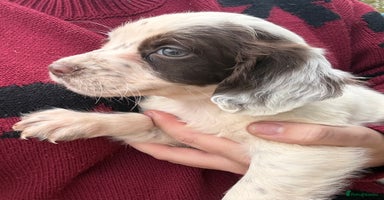 English Springer Spaniel dogs Springer spaniel puppies - Advert 1
