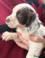 English Springer Spaniel dogs Springer spaniel puppies - Advert 1