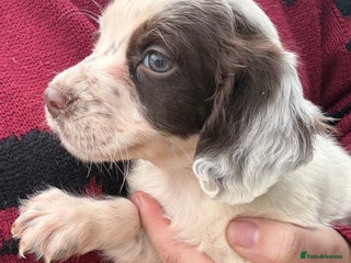 English Springer Spaniel dogs Springer spaniel puppies - Advert 2