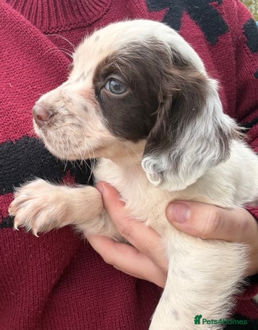 English Springer Spaniel dogs Springer spaniel puppies - Advert 3