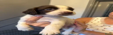 Cocker Spaniel 4