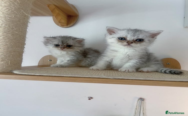 Scottish Fold cats - Advert 6
