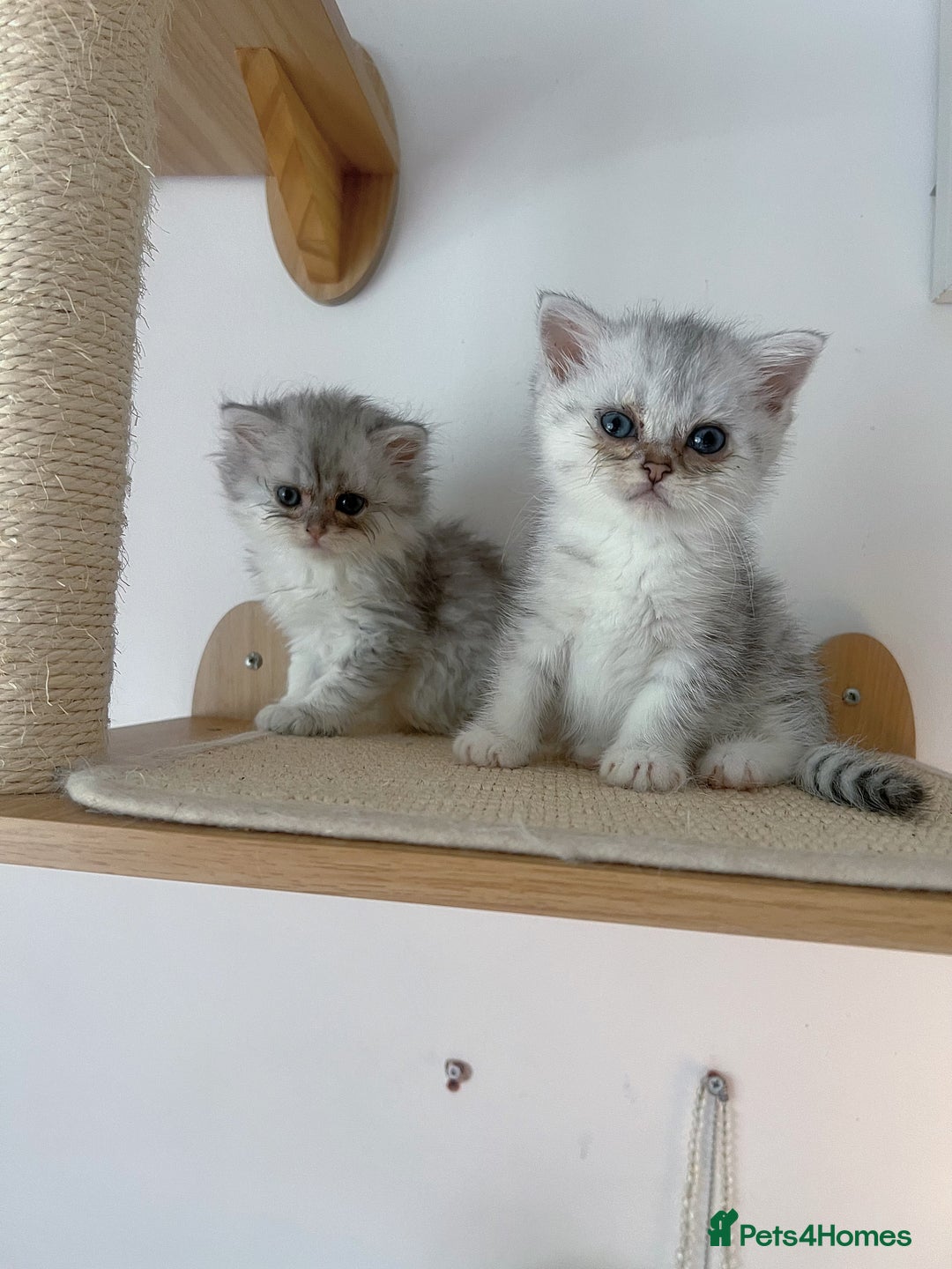 Scottish Fold cats for sale: Two Cute Scottish Fold Kittens - Image 1