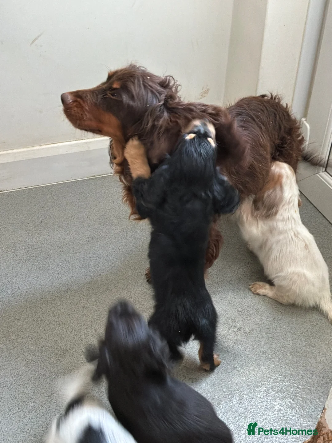 Cocker Spaniel dogs for sale: Cocker Spaniel Show Type Puppy’s  in Faringdon - Advert 2