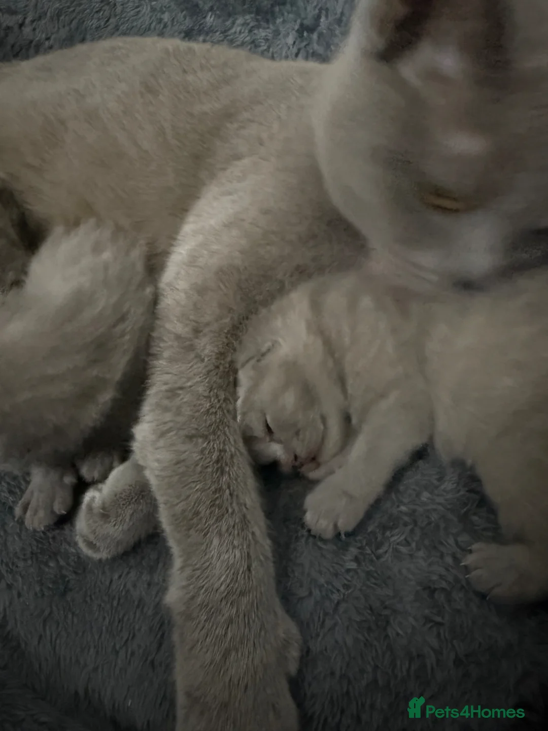 British Shorthair cats for sale: Lilac British shorthair  - Advert 2