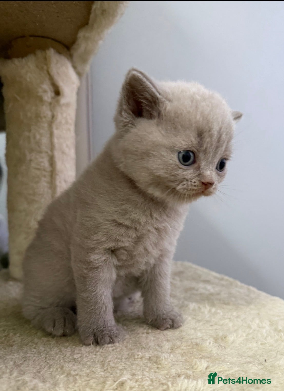 Scottish Fold cats Beautiful scottishfold/Scottish straight kittens🥰 - Advert 2
