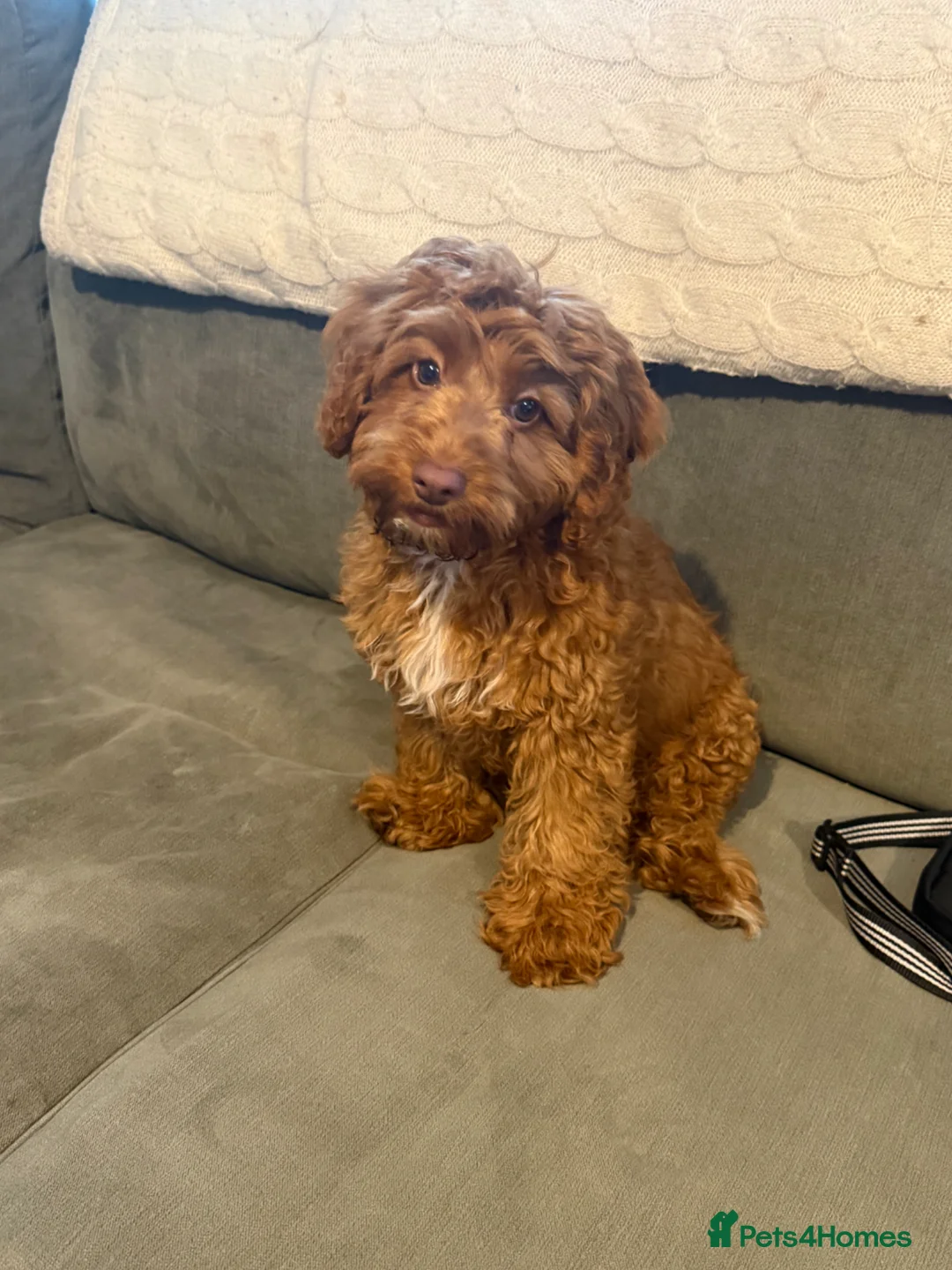 Cockapoo dogs for sale: Cockapoo puppy - Advert 6