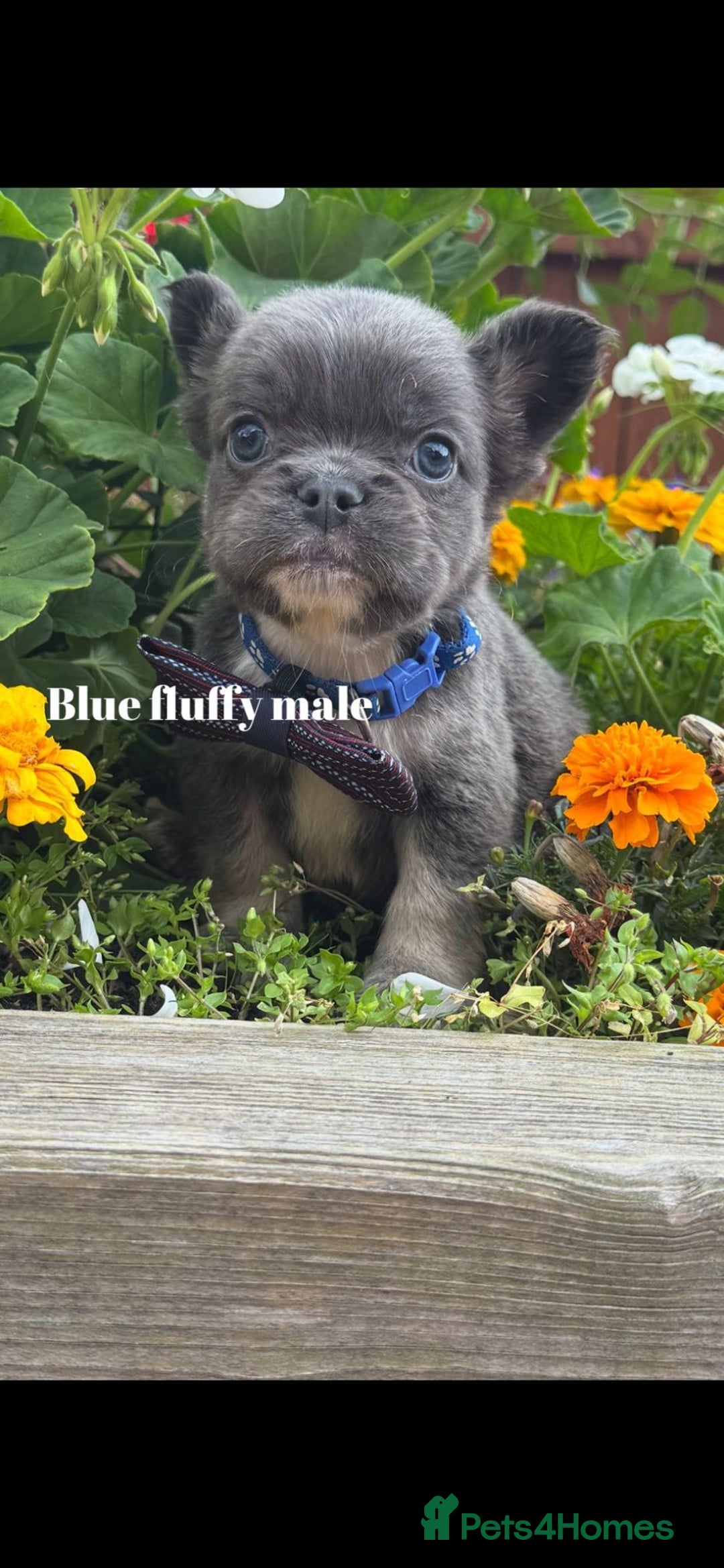 French Bulldog dogs for sale: Beautiful small build fluffy/fluffy carrier french - Image 12