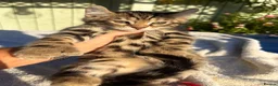Keetso cats for sale: Superb polydactyl curled eared Keetso kittens.  - Advert 8