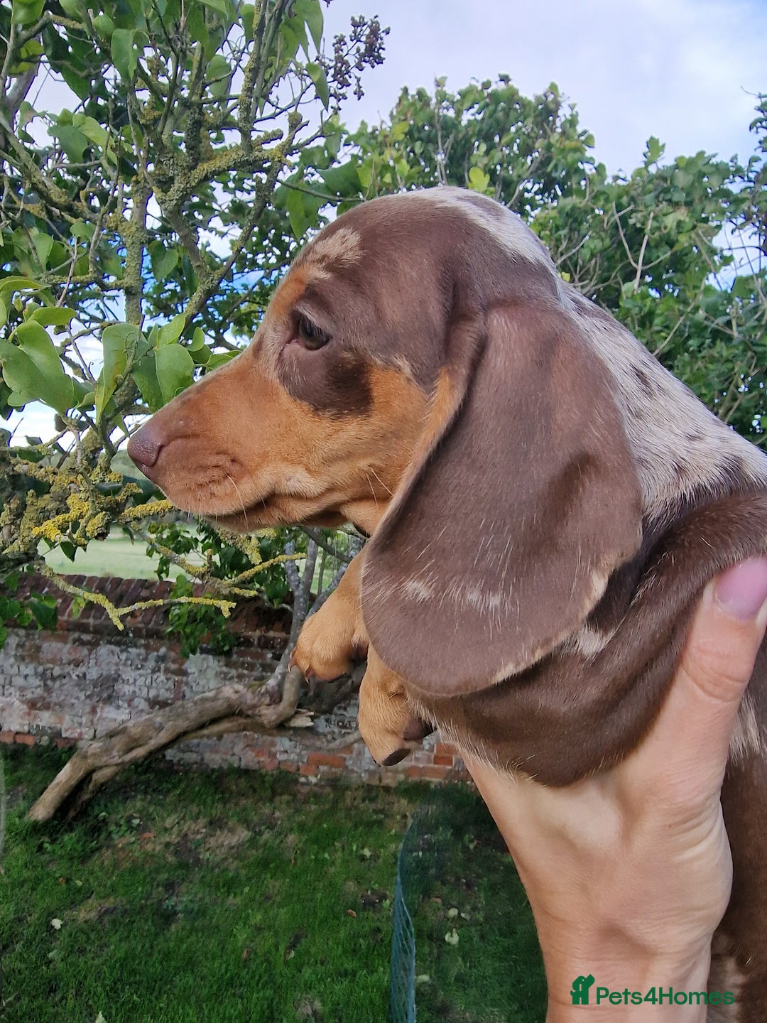 Dachshund dogs for sale: Standard Dachshund Show-quality Puppies - Image 13