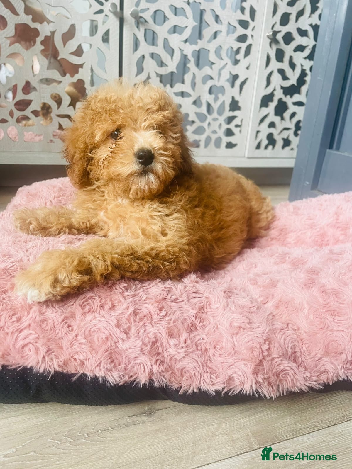 Cavapoo dogs for sale: GORGEOUS RED F1B CAVAPOO - LAST GIRL - Advert 8