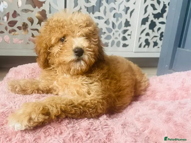 Cavapoo dogs for sale: GORGEOUS RED F1B CAVAPOO - LAST GIRL - Advert 8